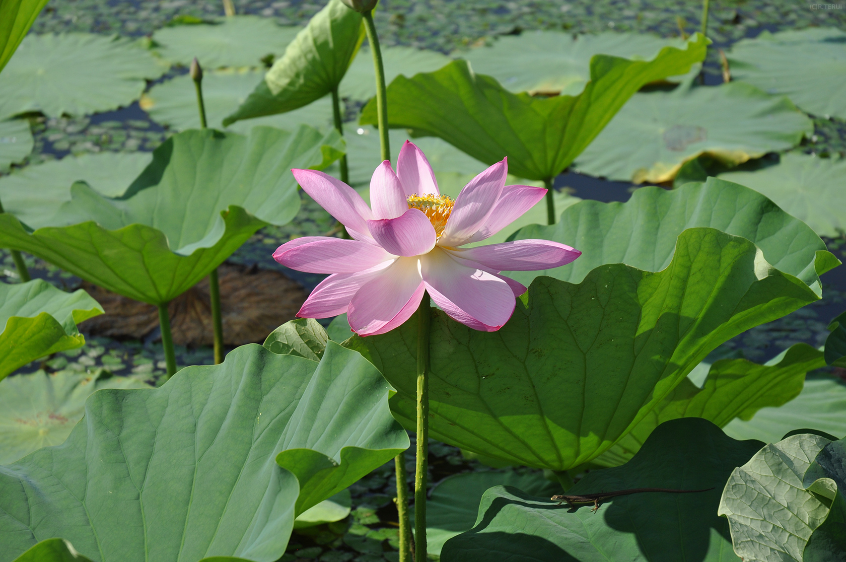 伊豆沼　写真4　蓮の花と葉